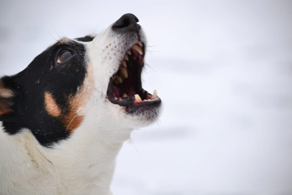 3 Things your reactive dog wants you to know