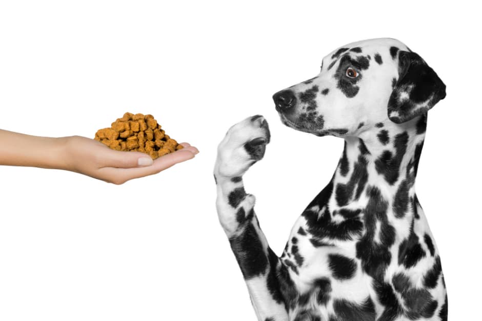 Why is food not working to help calm my reactive dog?