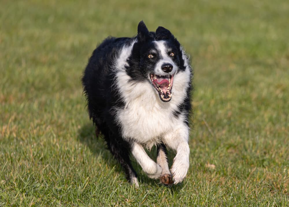closeup-shot-dog-running-garden-training Roger Taylor dog training Bath and Bristol