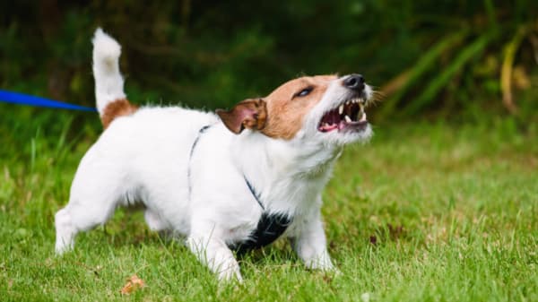Barking dog on lead