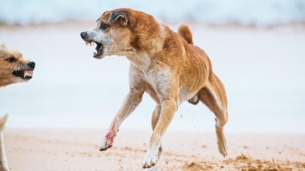 My dog is reactive to other dogs