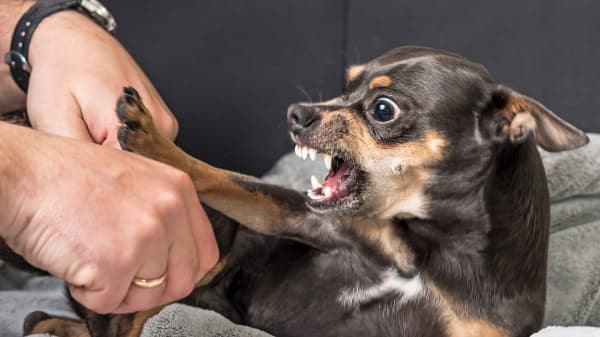 Aggressive Dog in the home