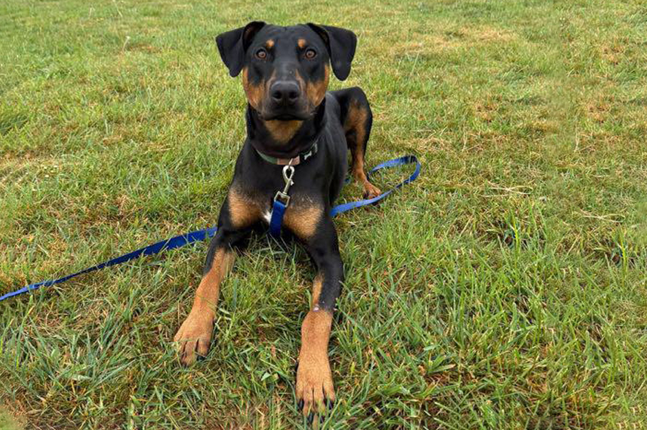 Adolescent Dog Training: Preventing Reactivity in Young Dogs