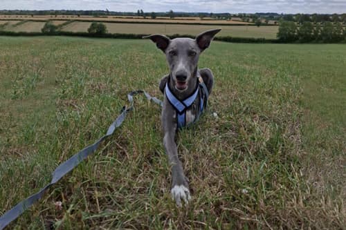 Adolescent Dog Training