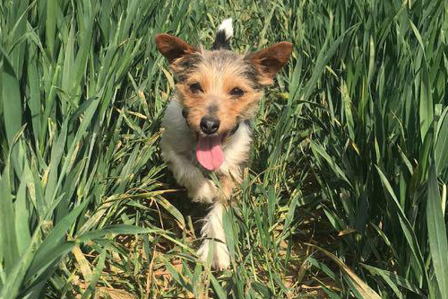 Adolescent Reactive Dog Training