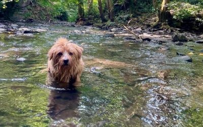 Adolescent Dog Reactivity: Why Your Friendly Puppy Changed and How to Fix It